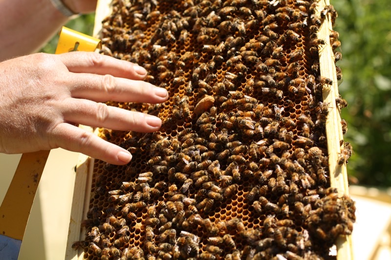 Buzy Bees